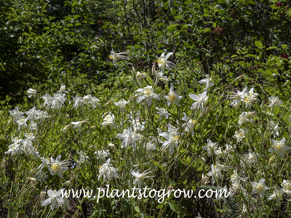 Krystall Columbine (Aquilegia coerulea)
